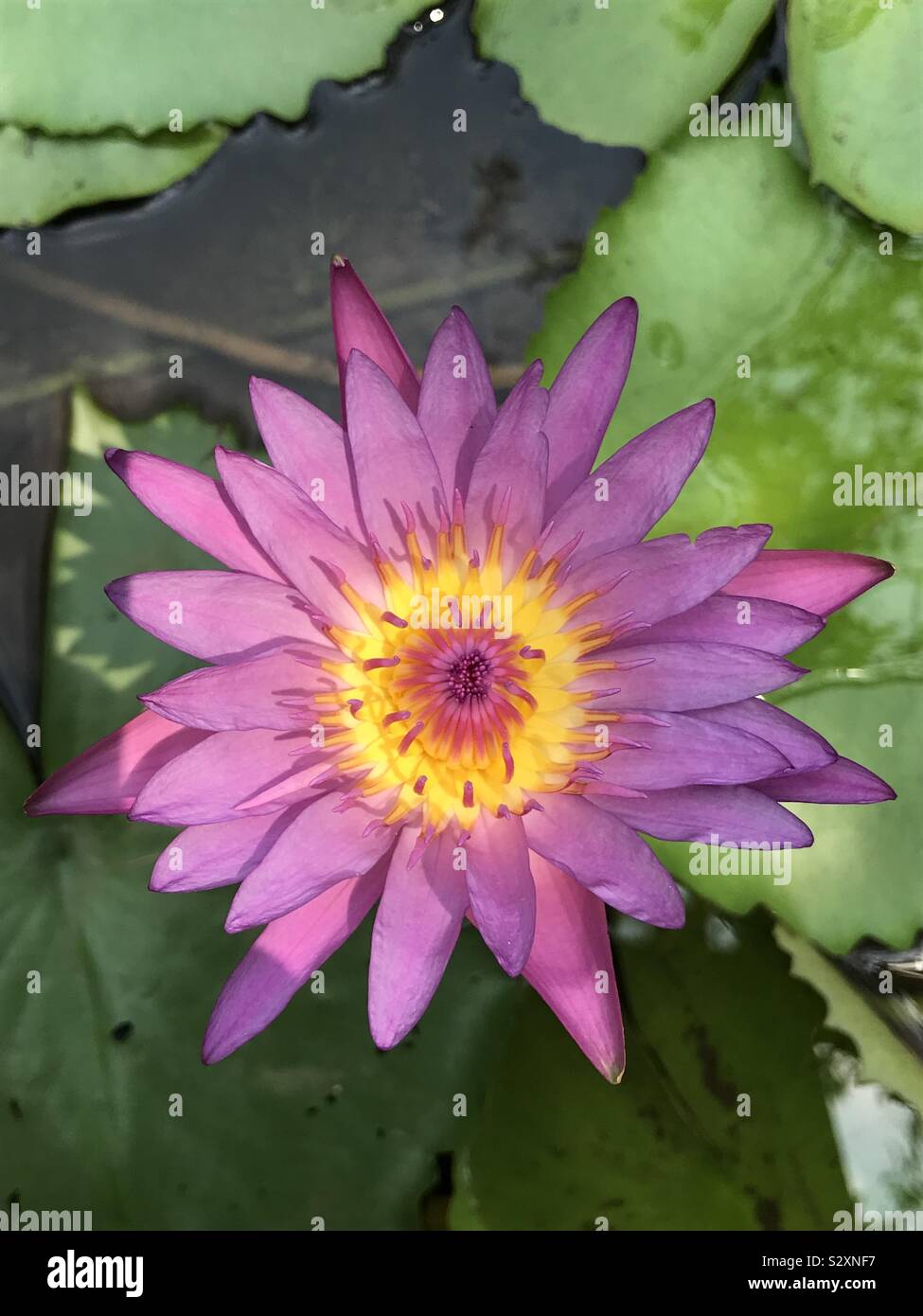 Kerala biene blume Stockfotos und bilder Kaufen Alamy