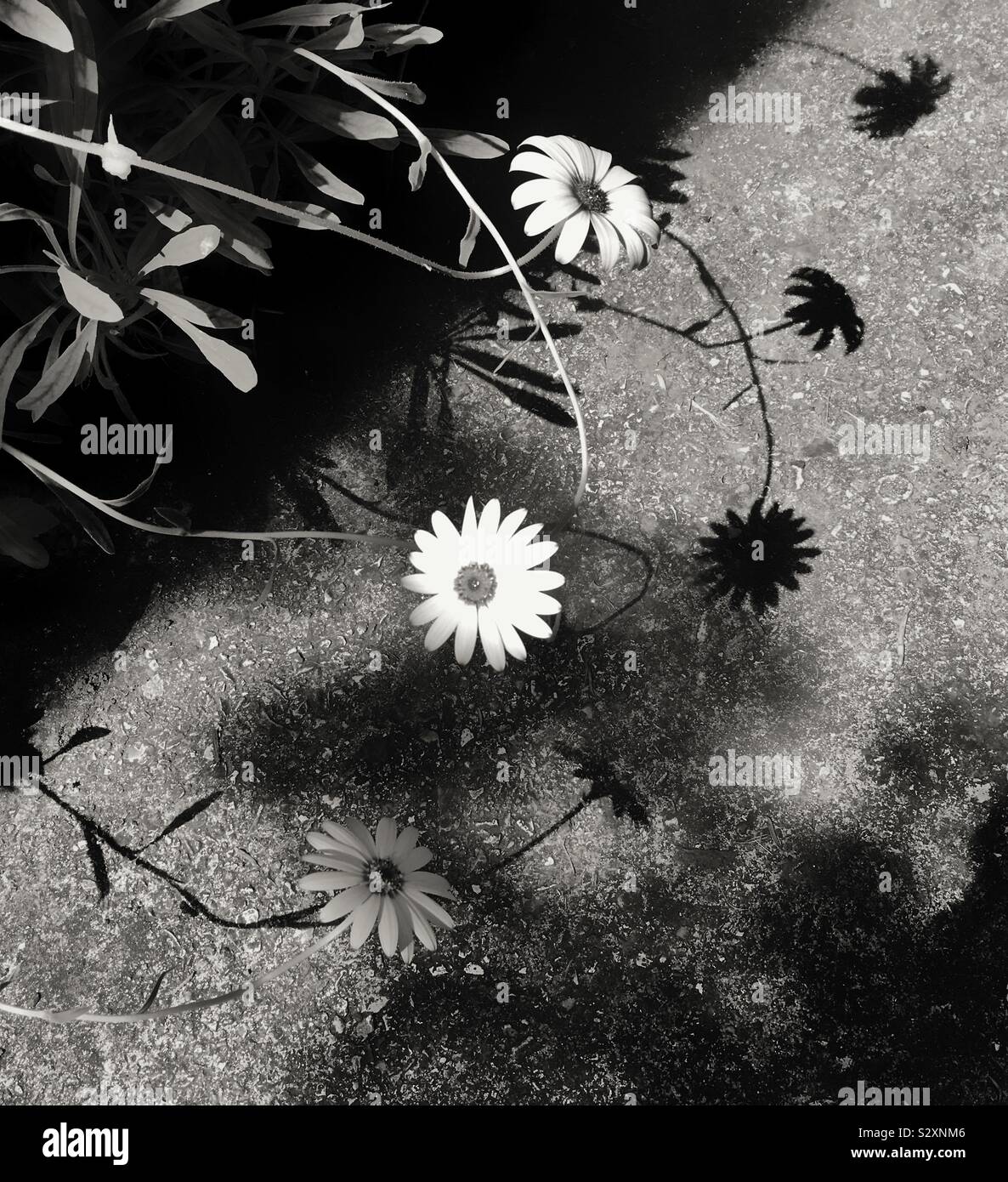 Osteospermum oder Kapkörbchen. Sommer Schatten in Schwarz und Weiß. Stockfoto