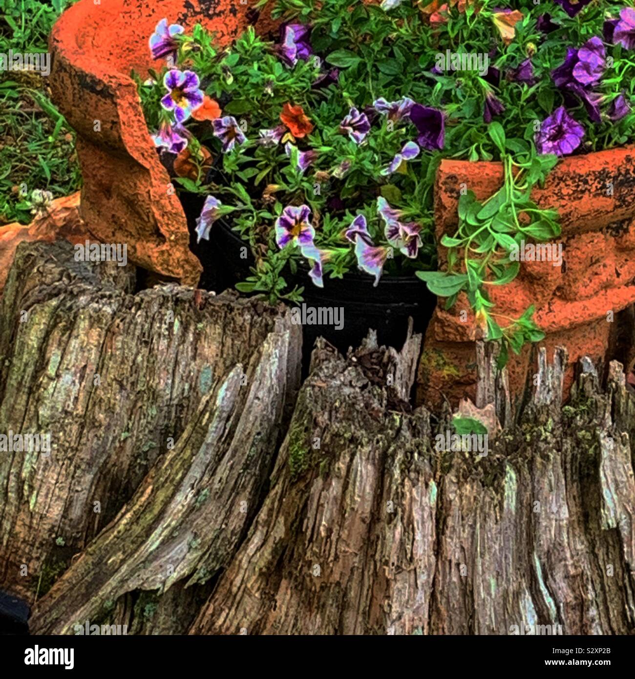 Gebrochene Ton Blumentopf in einem hohlen Baumstumpf. Stockfoto