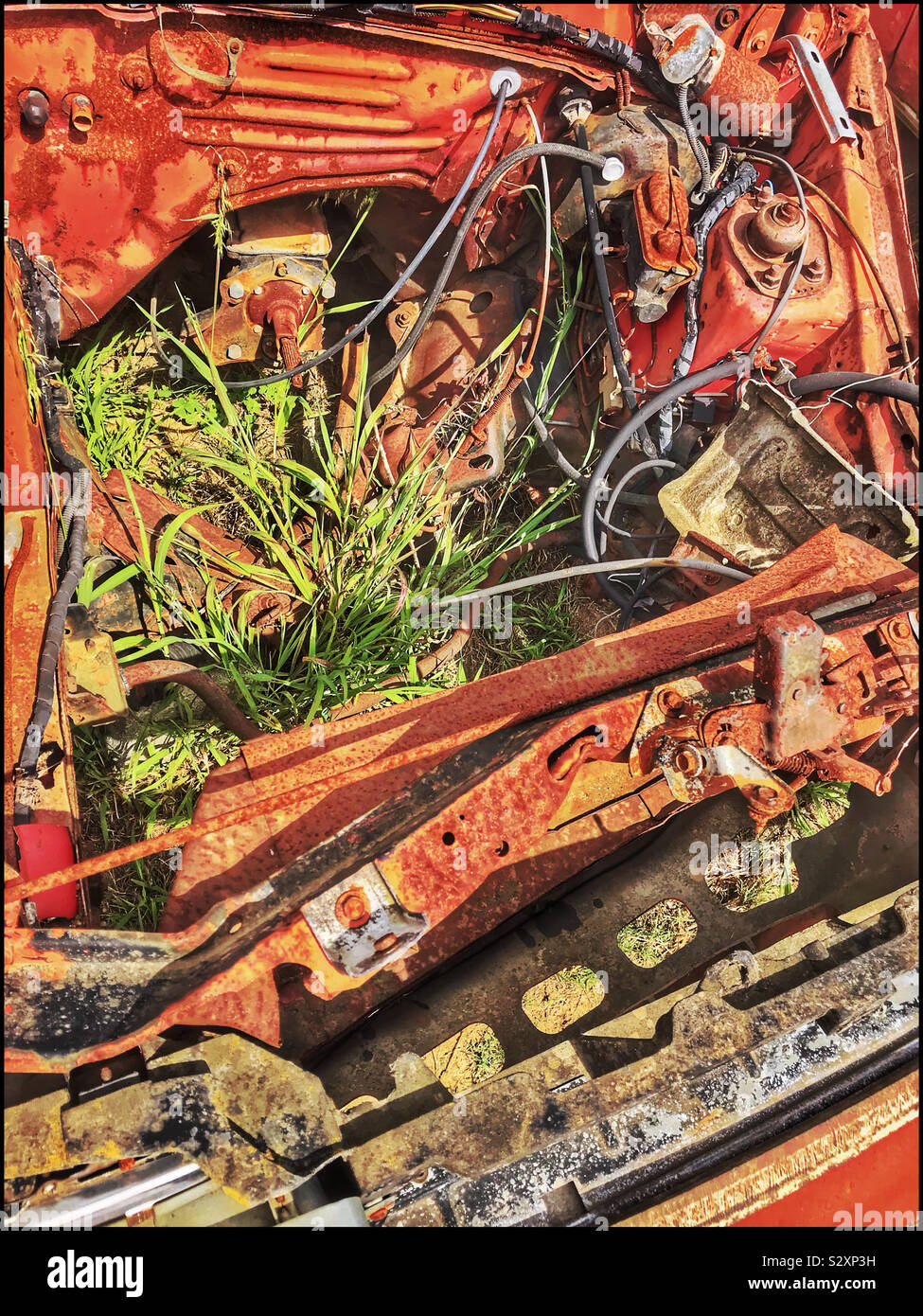 Gras wachsen unsere alten rostigen Auto Motorhaube. - Smartphone-aufgenommenes Stockfoto