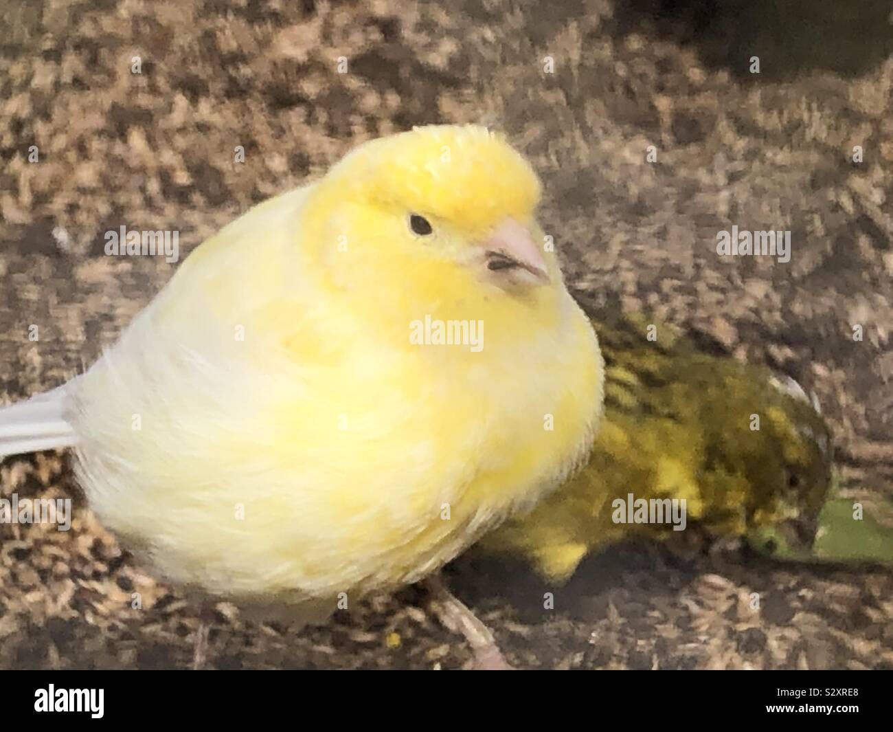 Vogel posiert für die Kamera Stockfoto