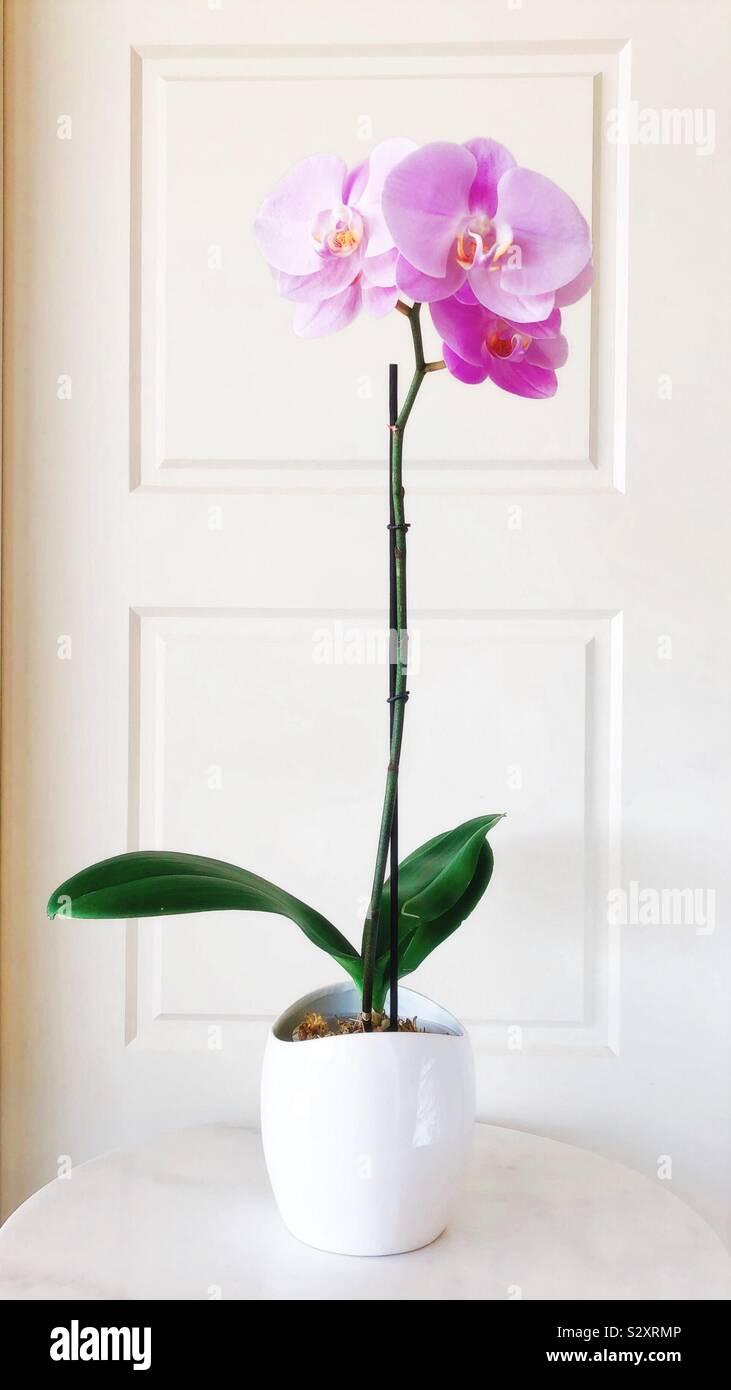 Rosa Orchidee - Smartphone-aufgenommenes Stockfoto