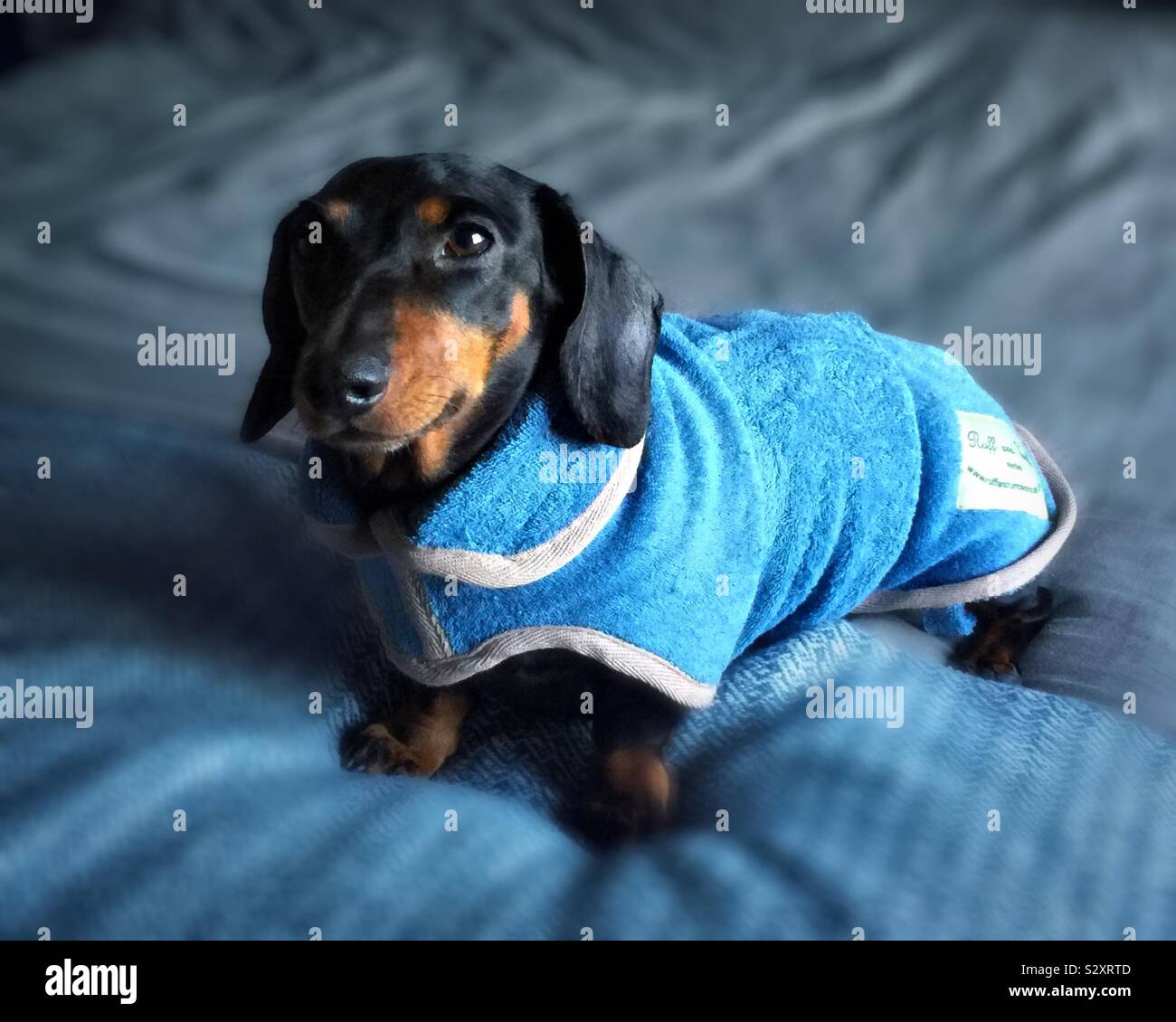 Dackel (Wurst Hund) tragen Morgenmantel bereit für Bett Stockfoto