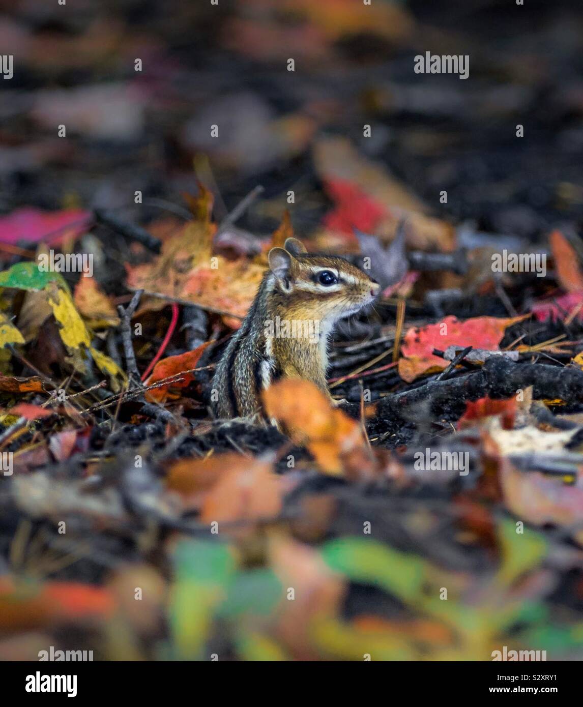 Verstecken und Suchen mit diesem kleinen Eichhörnchen im Herbst Blätter 🍁 Stockfoto