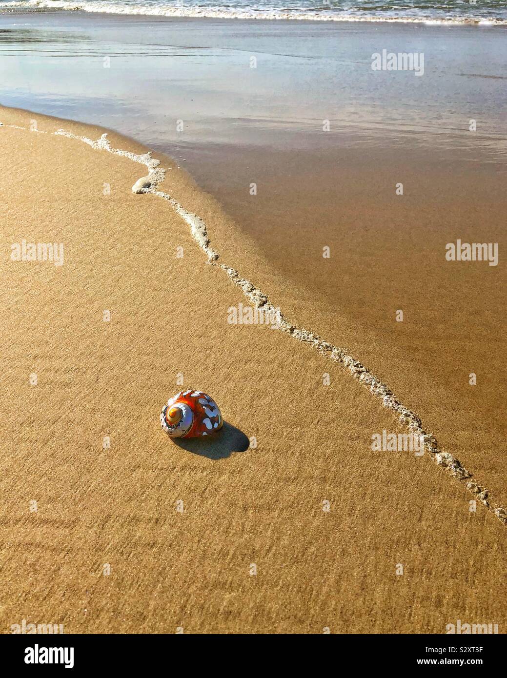 Muscheln am Sandstrand Stockfoto