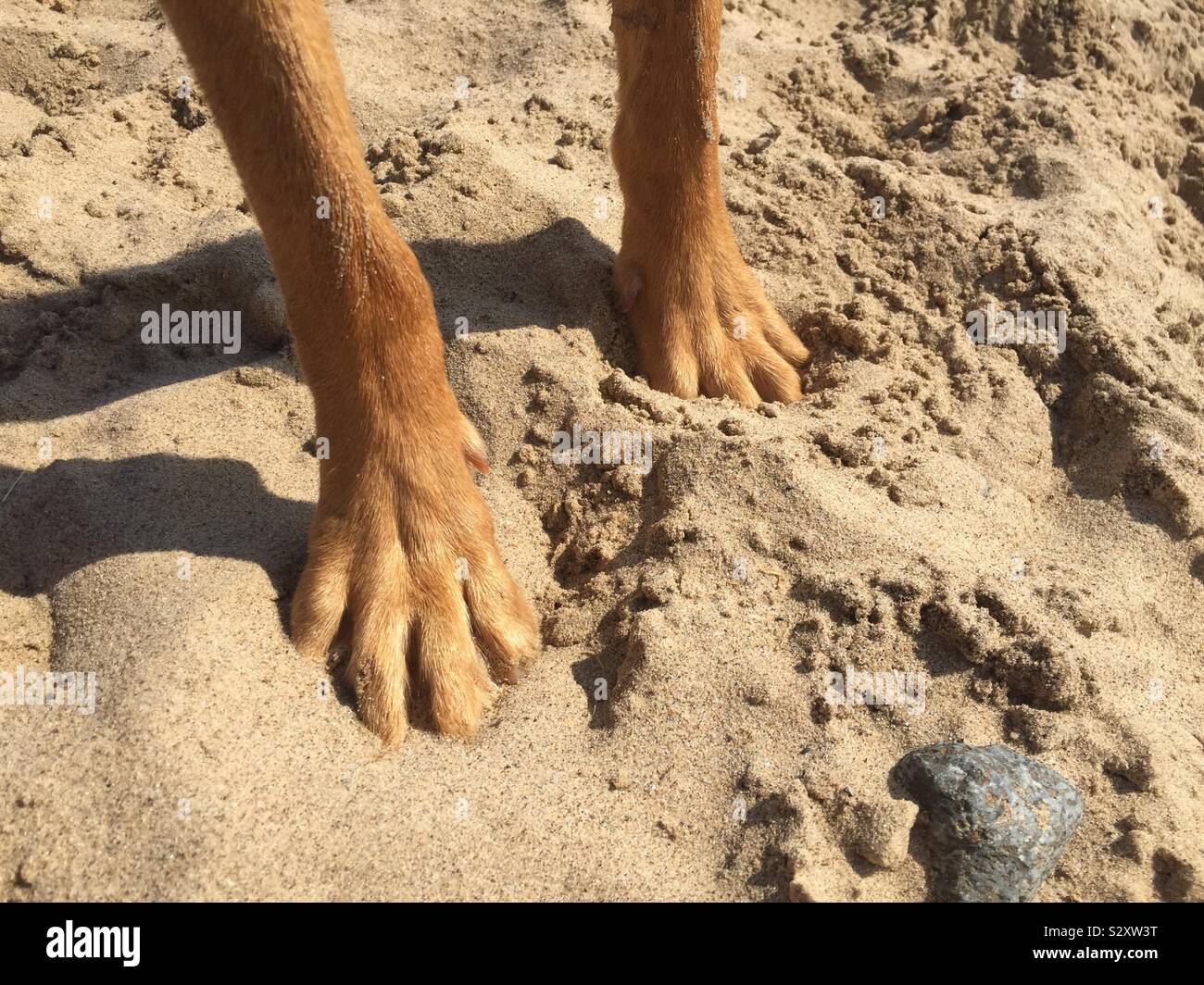 Die Pfoten des Hundes stehen auf einem Sandstrand mit Kopie der Platz in einem Haustier Ferienhäuser Bild Stockfoto