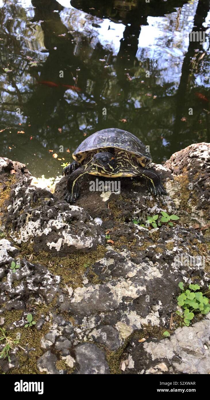 Schildkröten und Goldfische im Teich im Park in Trani Apulien, Italien. - Smartphone-aufgenommenes Stockfoto