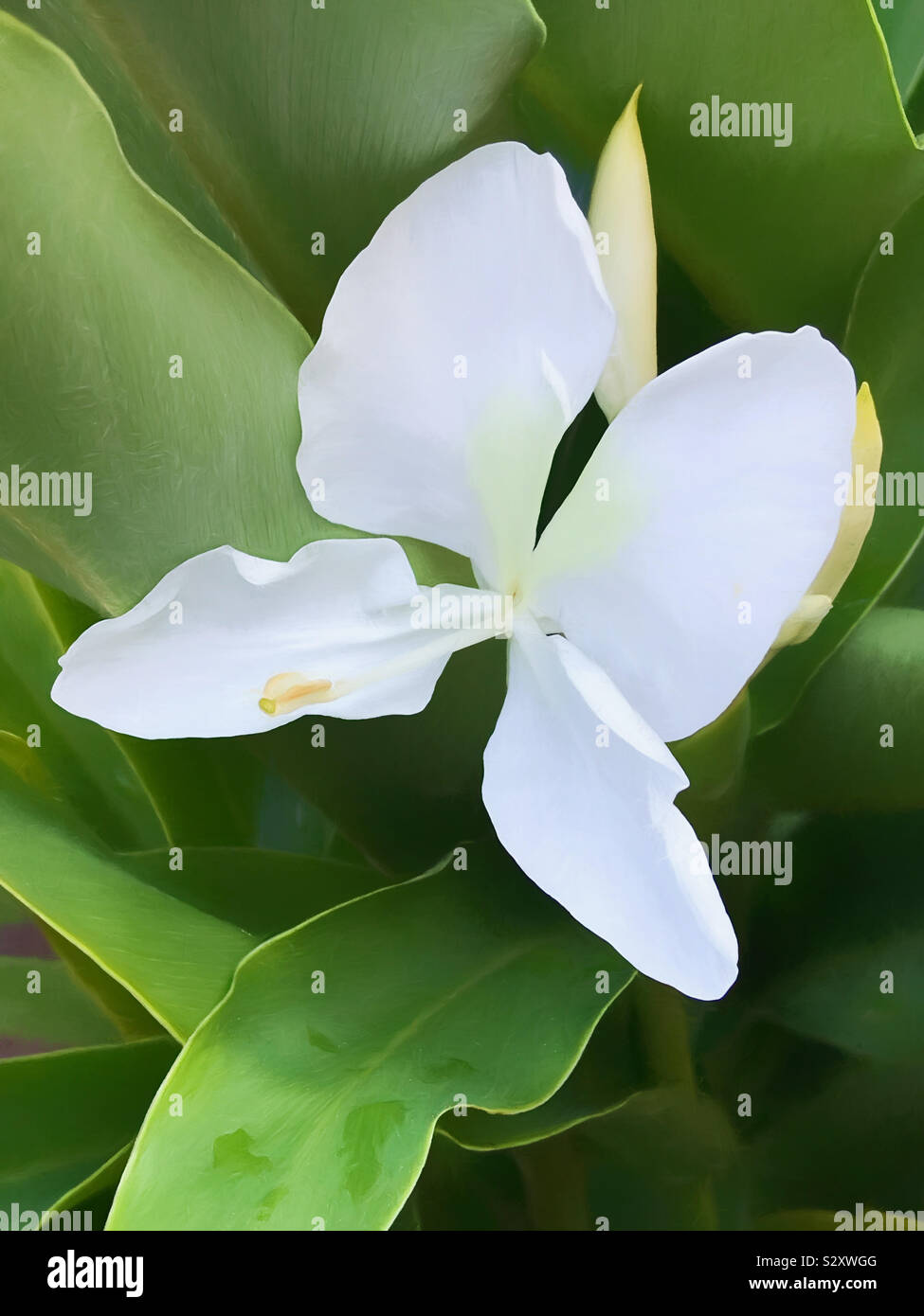 Weißes Ginger Lily Blume in voller Blüte in einem Hinterhof Blumenbeet. Seine duftenden Blüten haben Südlichen Gärten für Generationen geschmückt. Stockfoto