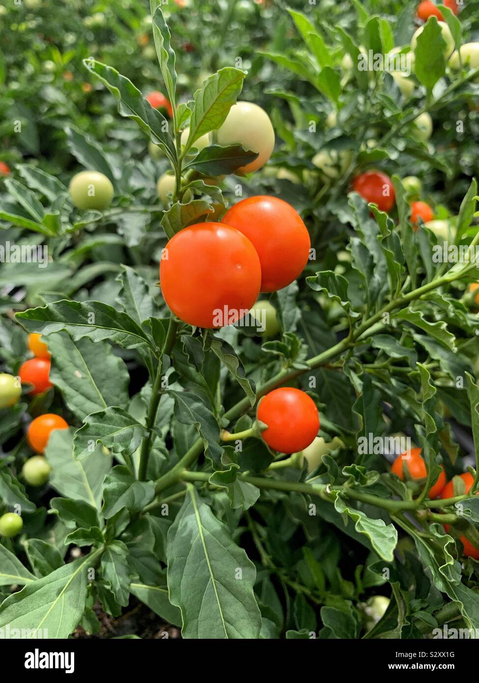 Frische Kirschtomaten auf die Rebe. - Smartphone-aufgenommenes Stockfoto