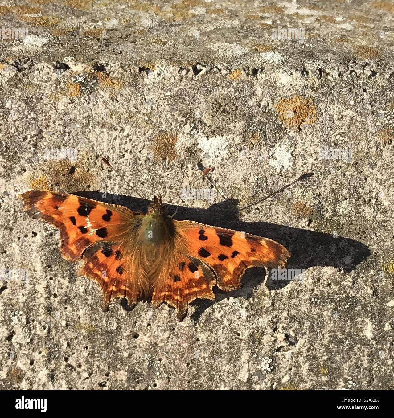 Das Komma, Schmetterling, (Polygonia c-Album) in der Britischen Sonne gehockt Stockfoto