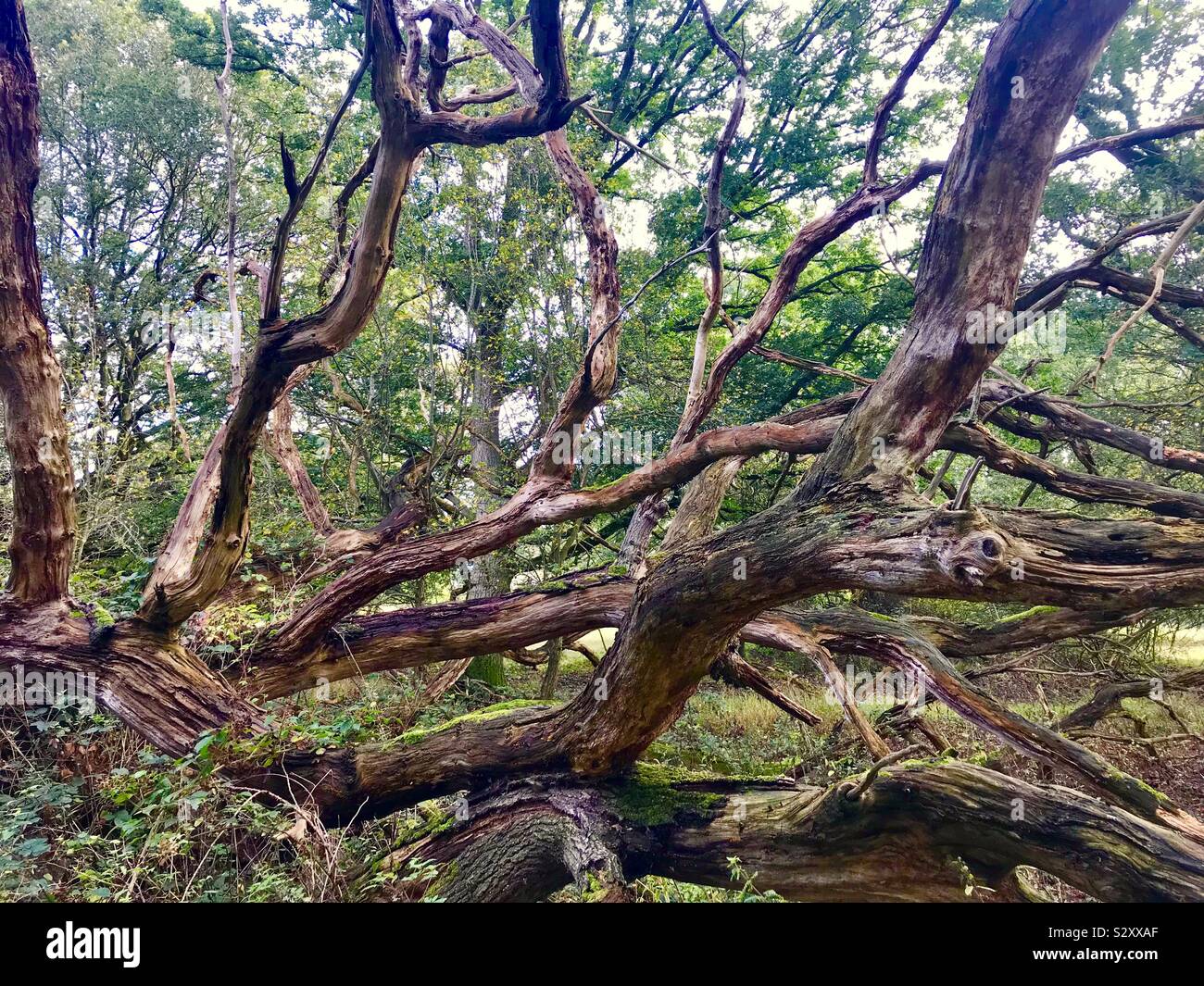 Gefallenen Baum in Epping Forest, England, Großbritannien Stockfoto