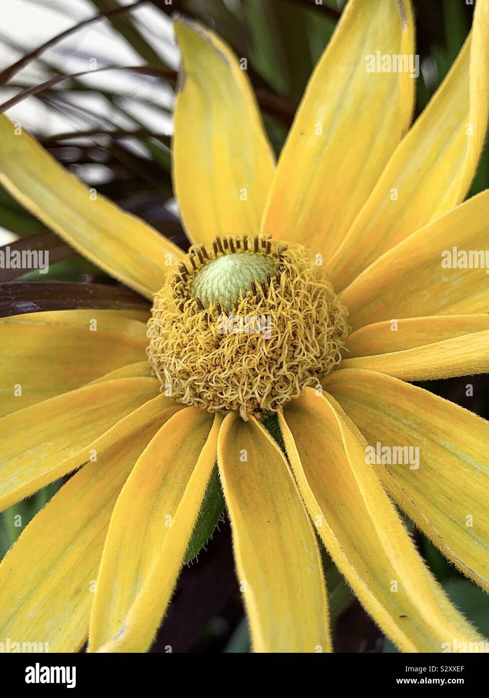 Nahaufnahme der gelben Sonnenblume Zentrum und Blütenblätter - Smartphone-aufgenommenes Stockfoto