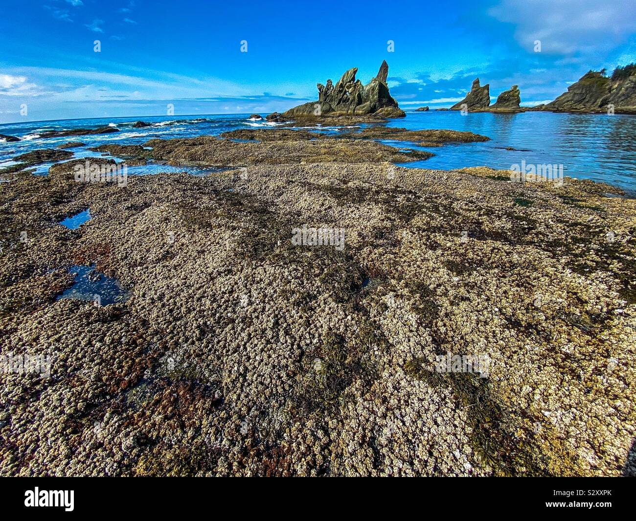 Shi Shi Strand bei Ebbe mit Sea Stacks und exponierten Seepocken. Olympic National Park, Washington State, USA - Smartphone-aufgenommenes Stockfoto