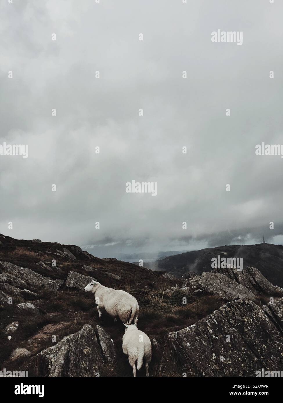Bergen Berg Ulriken mit Schafen, Norwegen Stockfoto