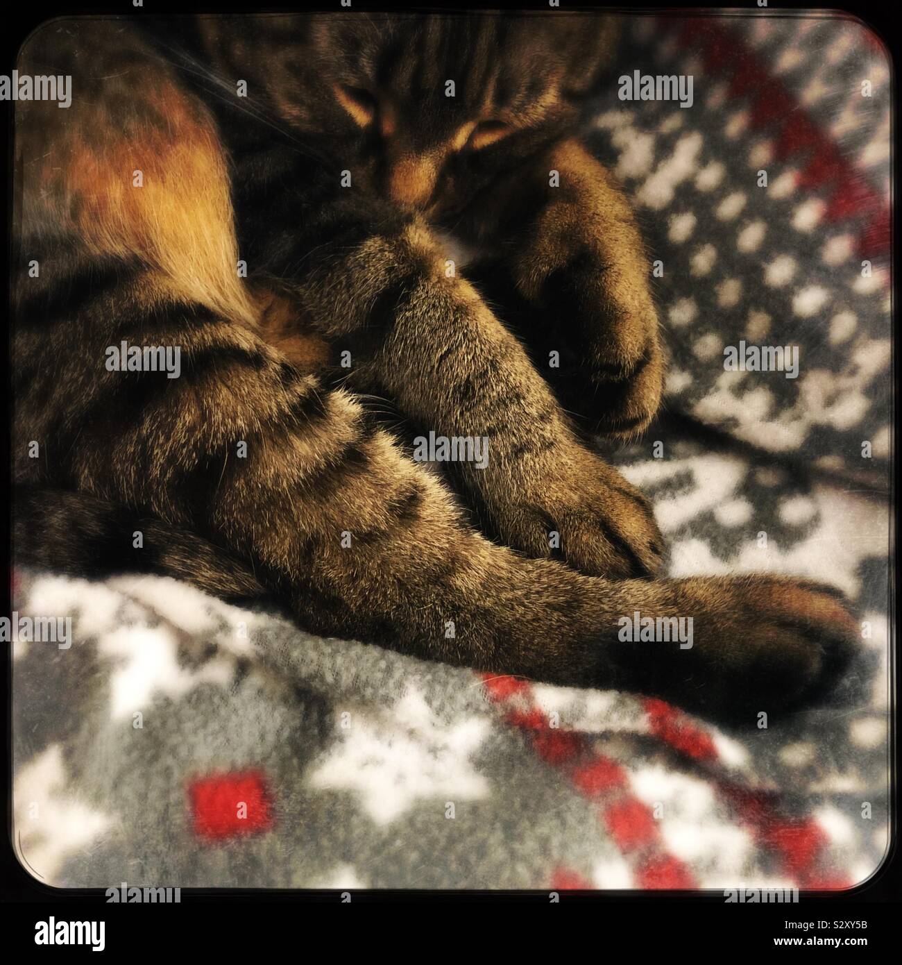 Schlafen tabby Cat konzentrierte sich auf die Pfoten Stockfoto