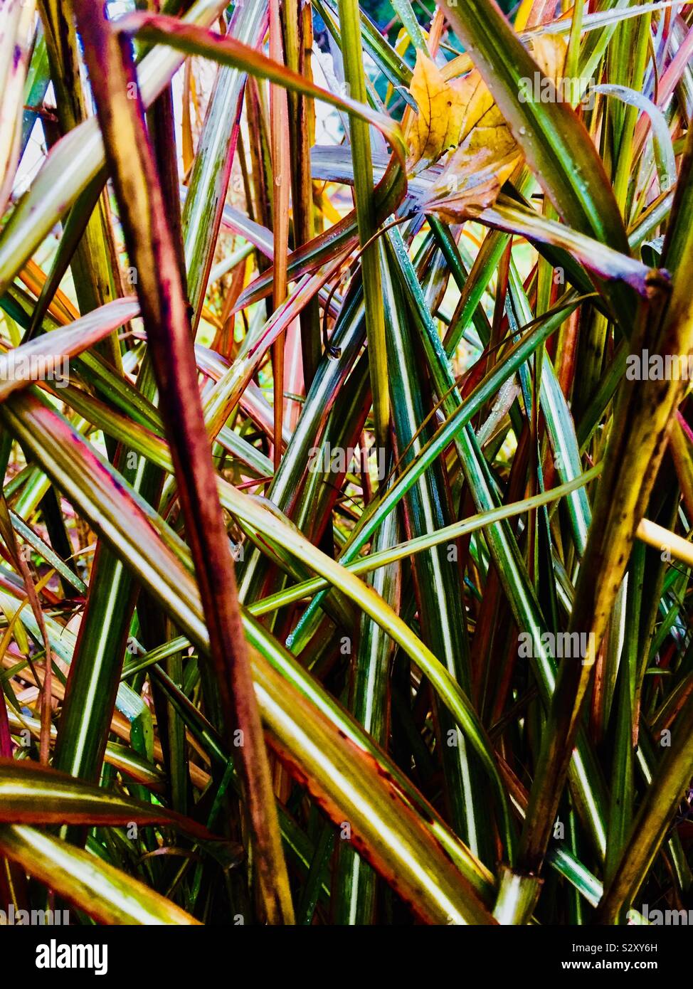 Wunderschöne pflanze Farben am Strand Stockfoto