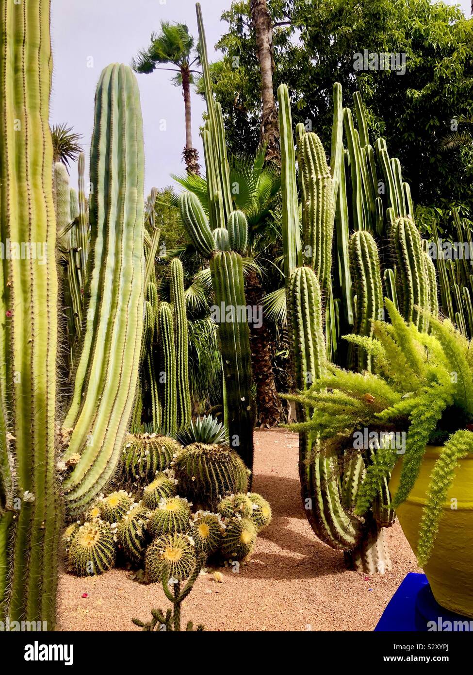 Marokkanischen Garten Majorelle, Marrakech Stockfoto