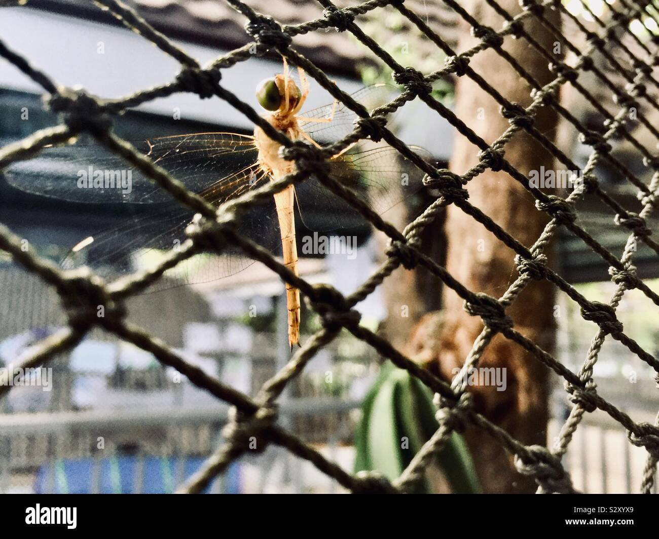 Dragonfly thront auf einem Netz. Stockfoto