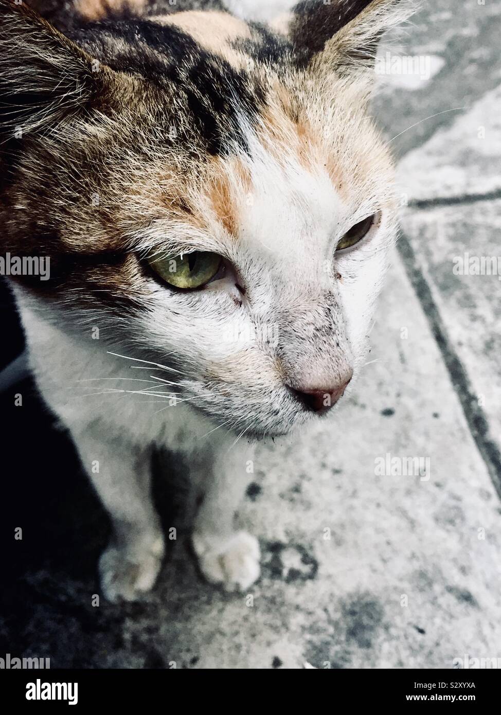 Auf Tuchfühlung mit der streunende Katze. Stockfoto