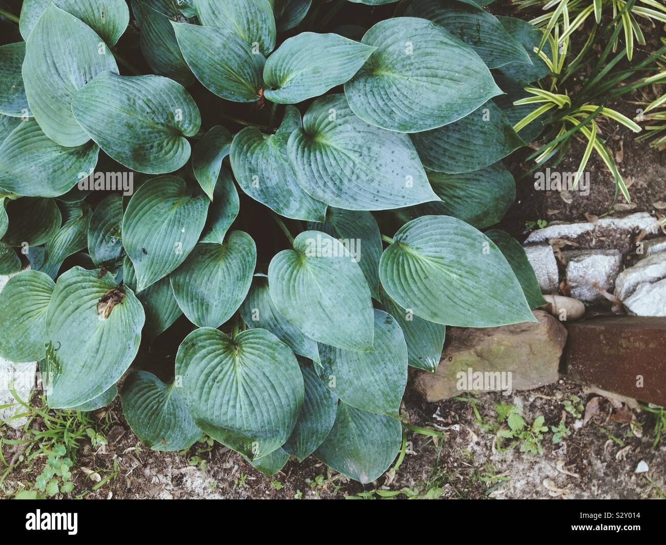 Stauden Hosta Pflanzen in einem Garten Stockfoto