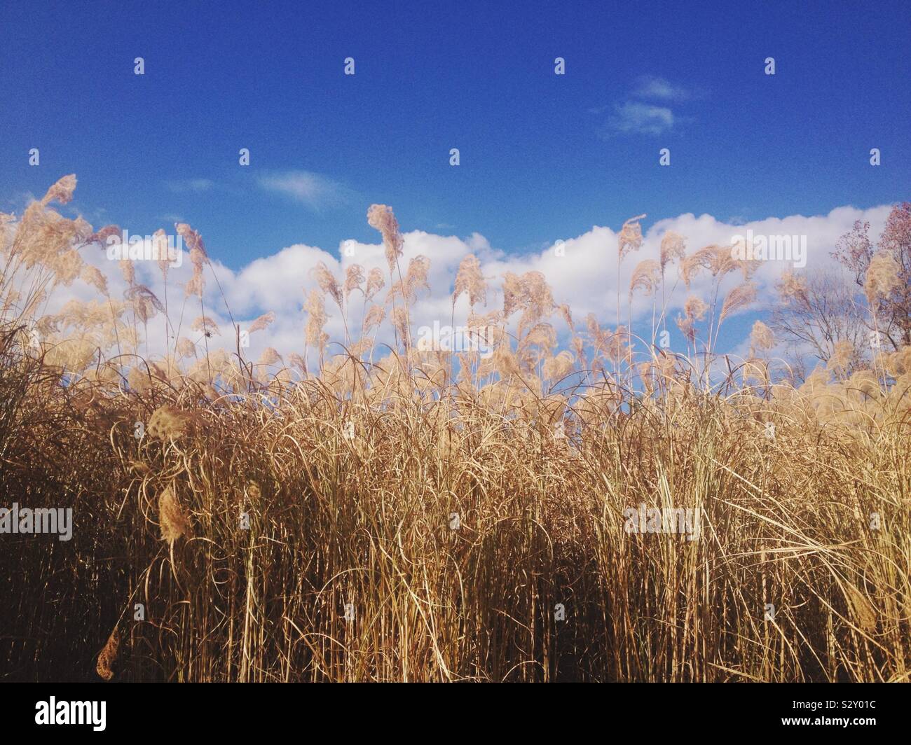 Golden, herbst gras gegen einen grossen, schönen, blauen Himmel Stockfoto