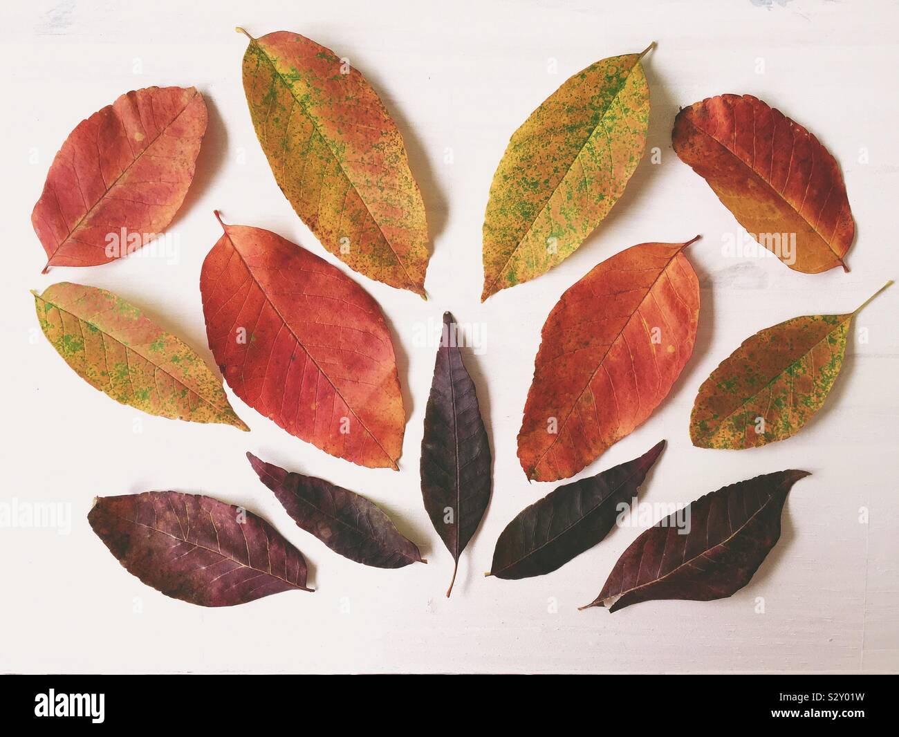 Sammlung von frisch gefallenen, bunte Blätter im Herbst Stockfoto