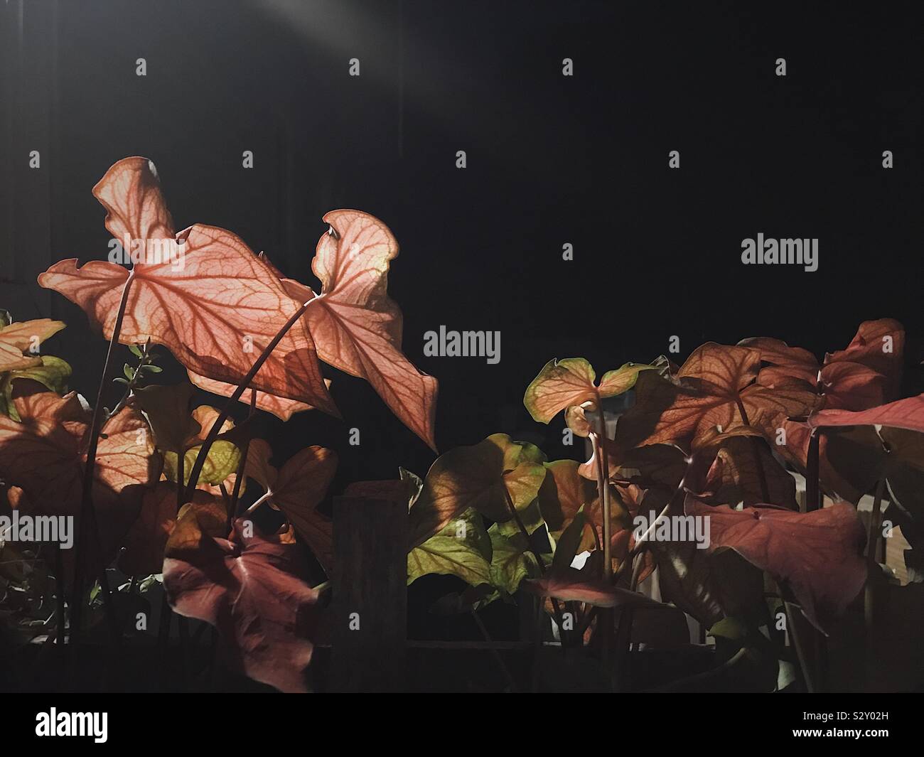 Jährliche Caladium Pflanzen bei Nacht Stockfoto