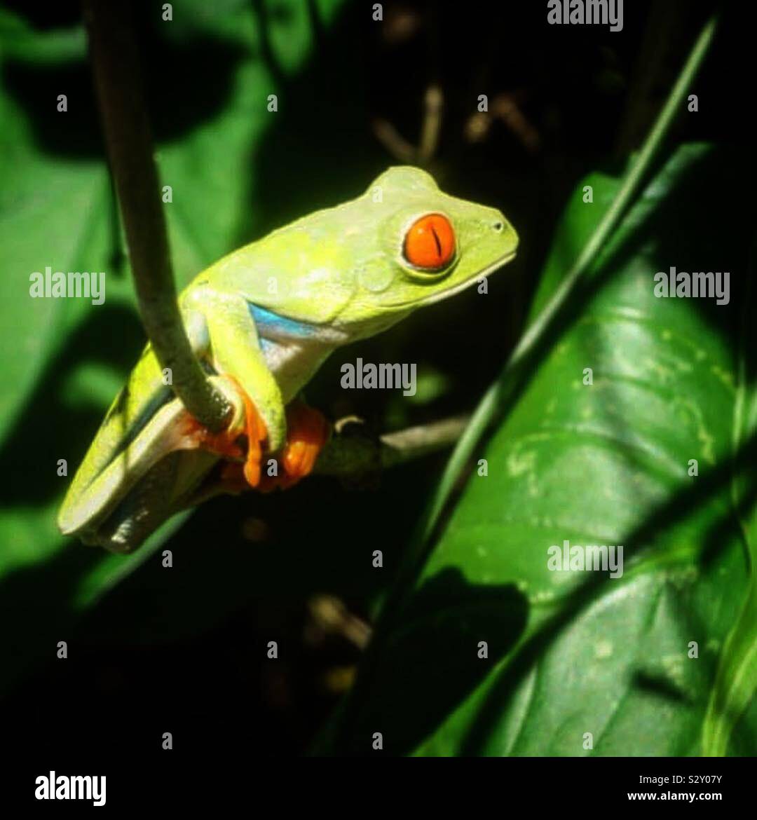 Costa Rica Frosch Stockfoto