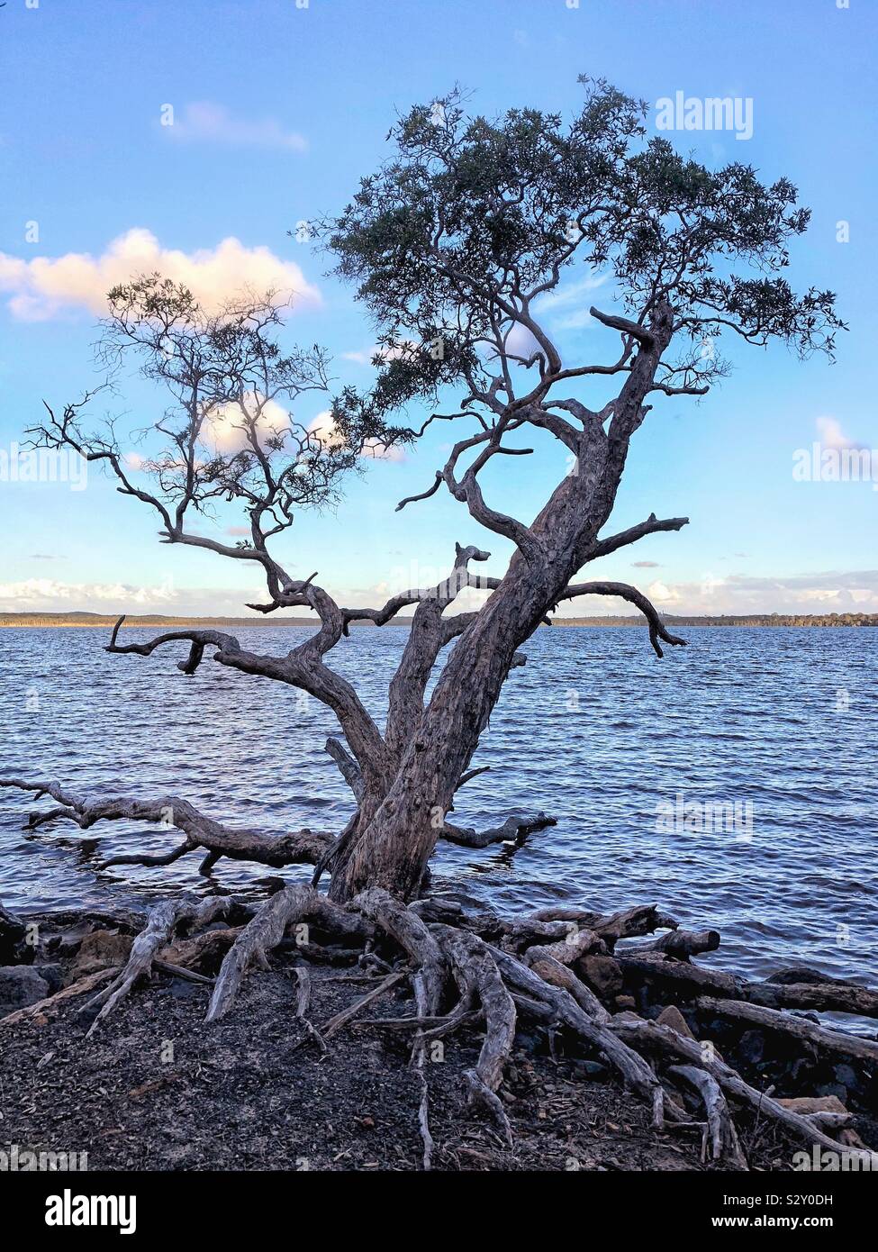 Einsamer Baum Baum zu rocks Lake Weyba Sonnenschein Australien festhalten Stockfoto