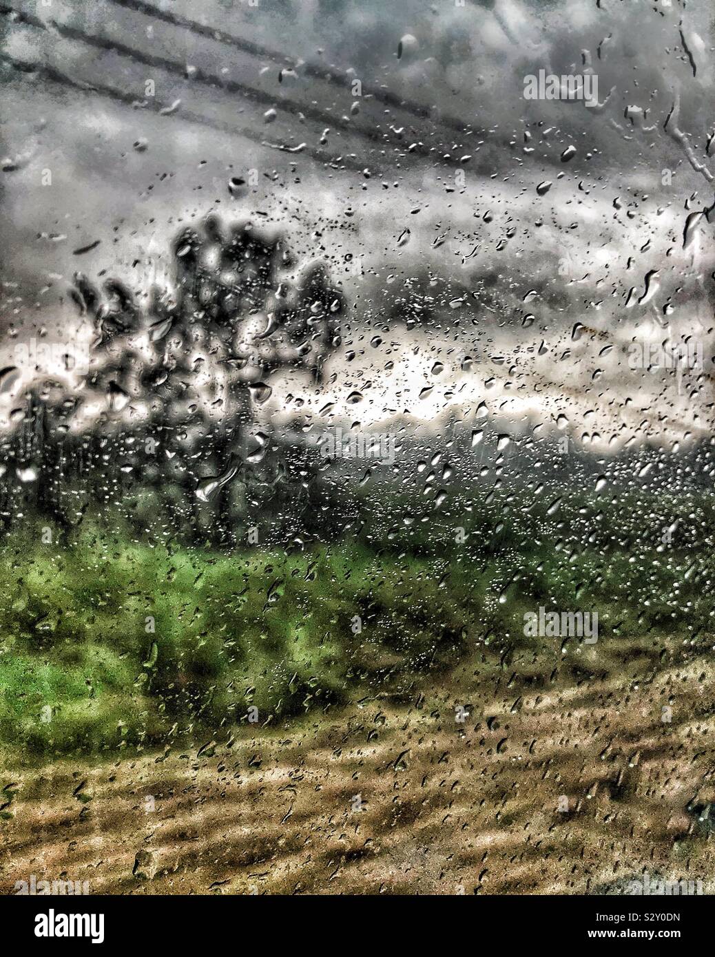 Regen durch Fenster, Baum Stockfoto