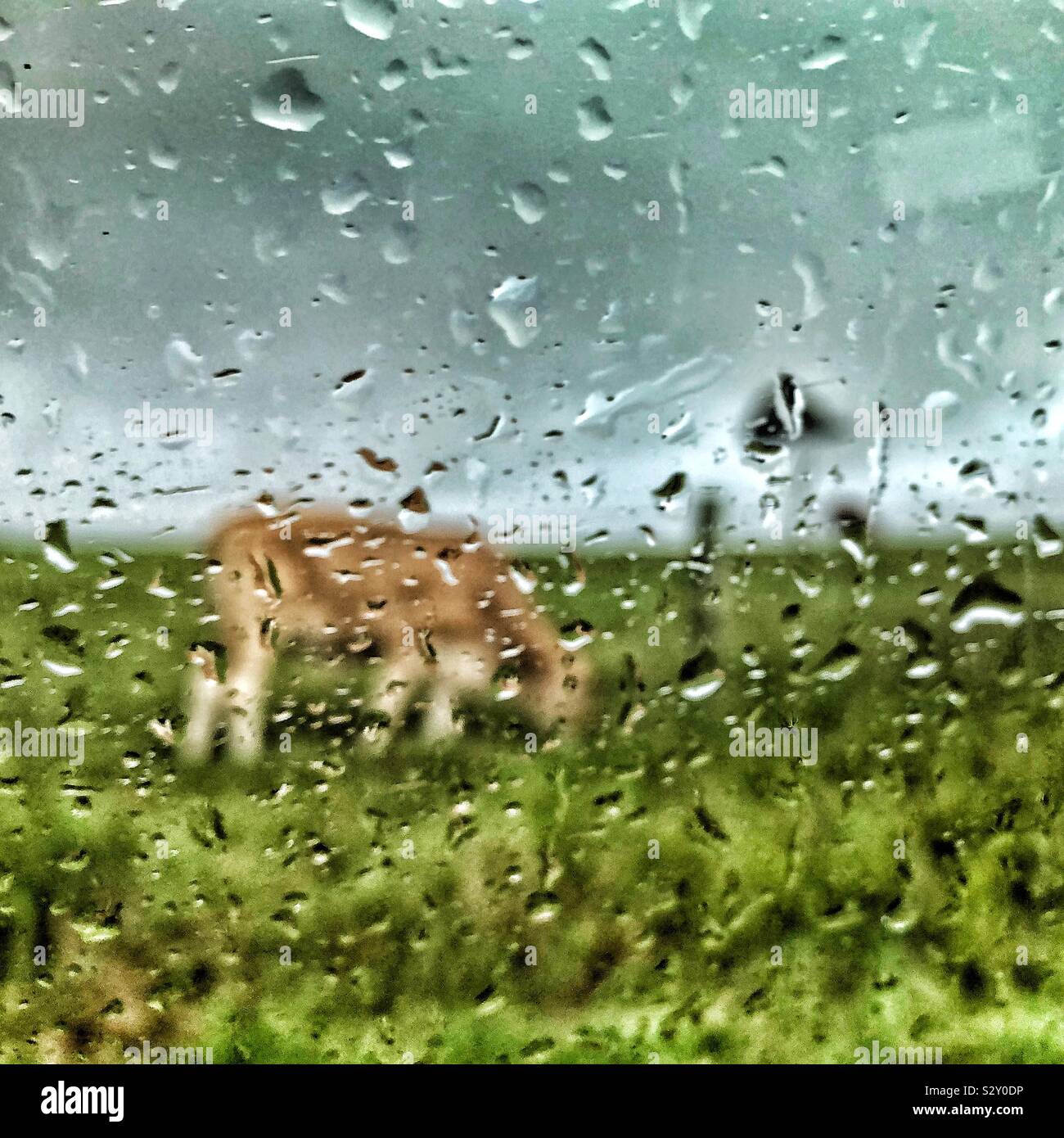 Regen durch Fenster, grasende Kühe Stockfoto