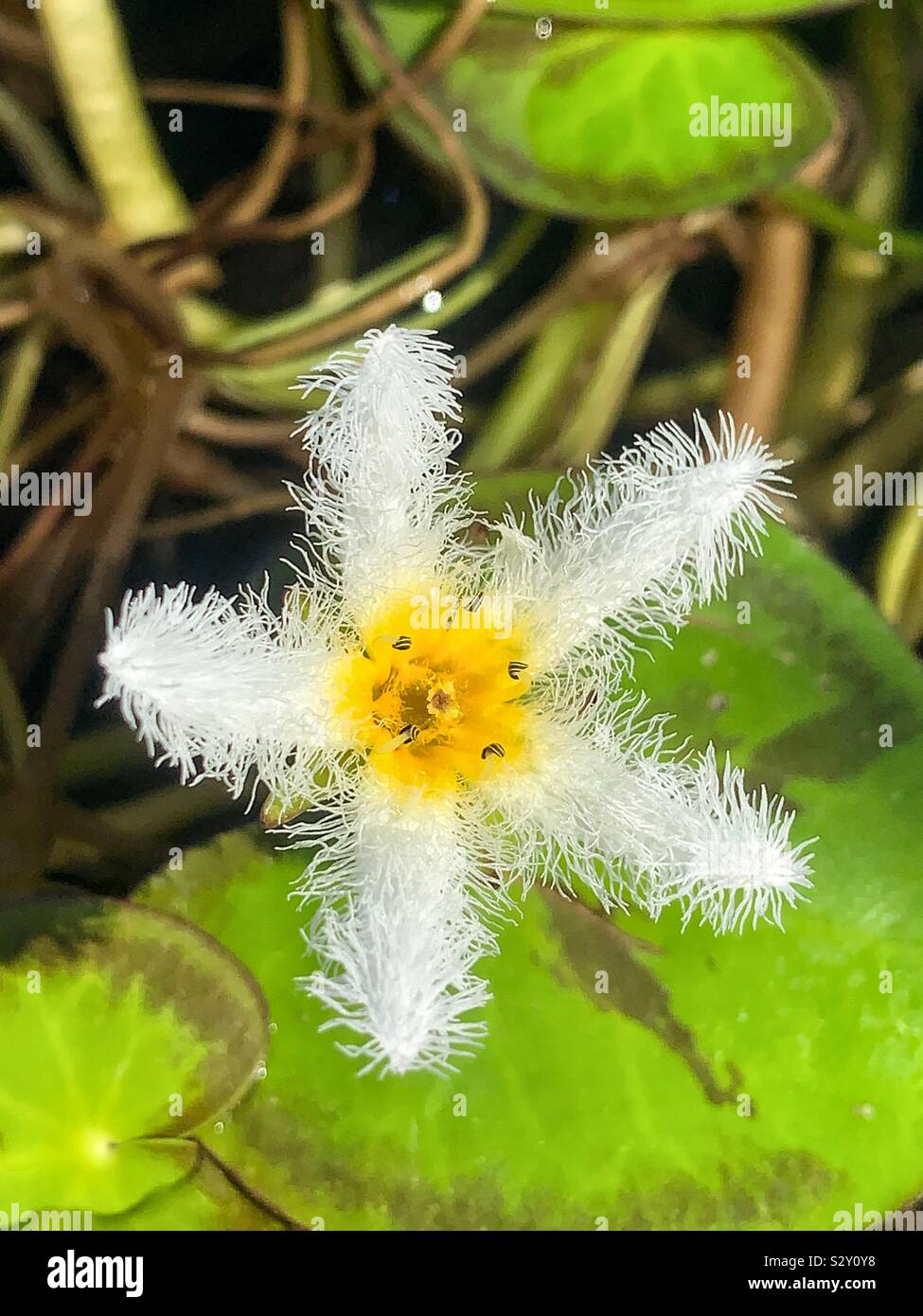 Schöne und Ungewöhnliche White Lily pad Blume. Stockfoto