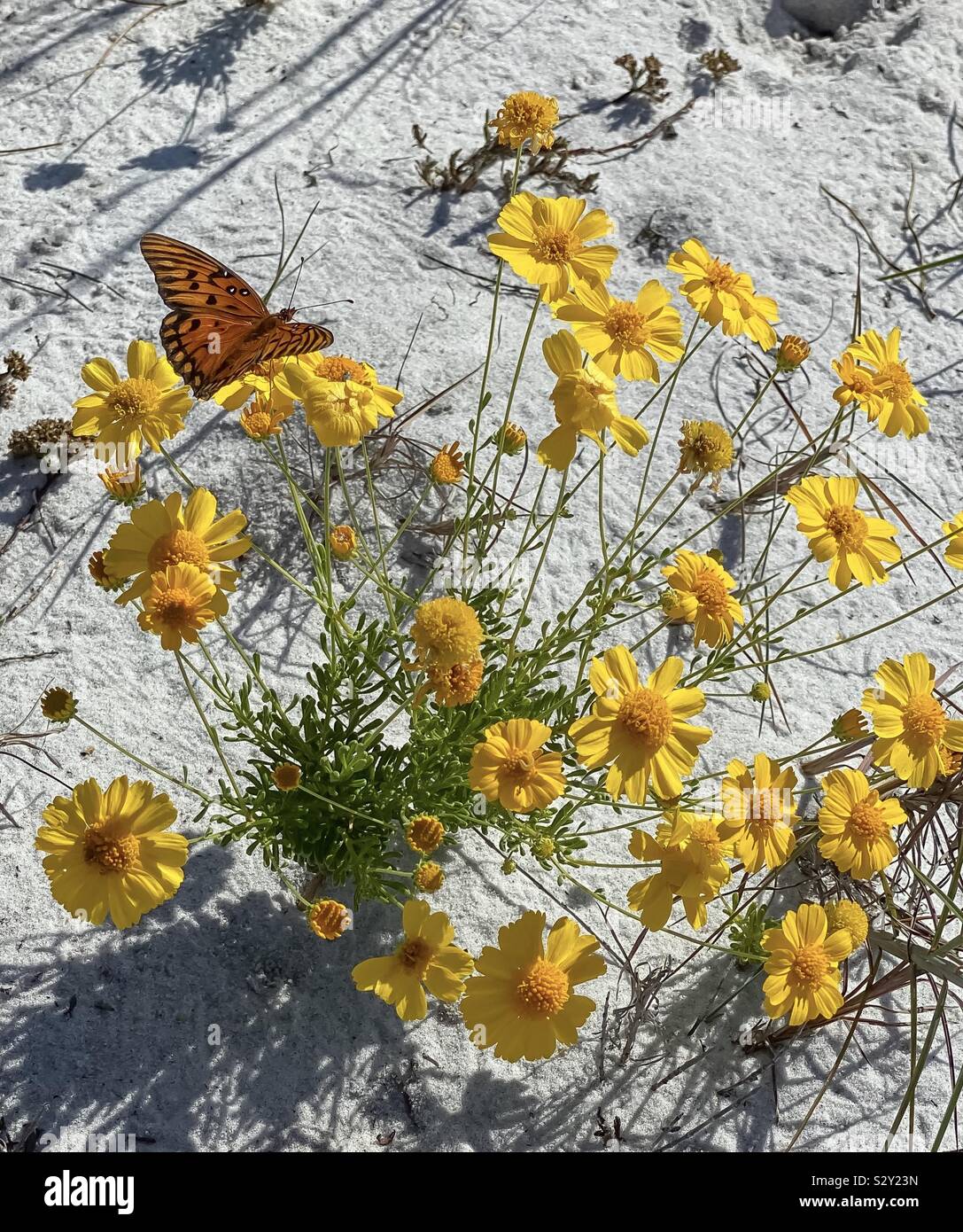 Gelbe Wildblumen wachsen auf weißen Sanddünen mit orange Schmetterling Stockfoto
