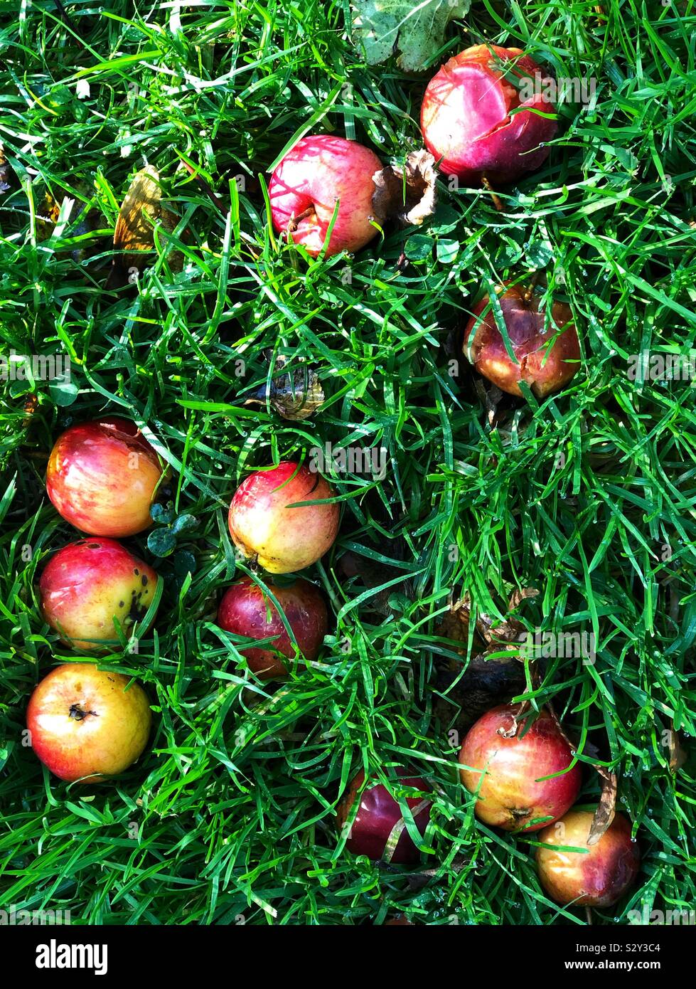 Windschlag Äpfel im Herbst Stockfoto