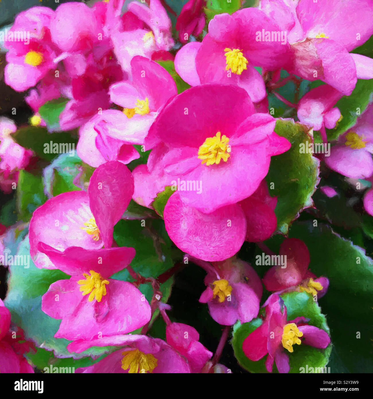 Bunte rosa Begonia Blüten mit leuchtend gelben Zentren in voller Blüte. Die Gattung Begonia enthält mehr als 1800 verschiedene Pflanzenarten. Stockfoto