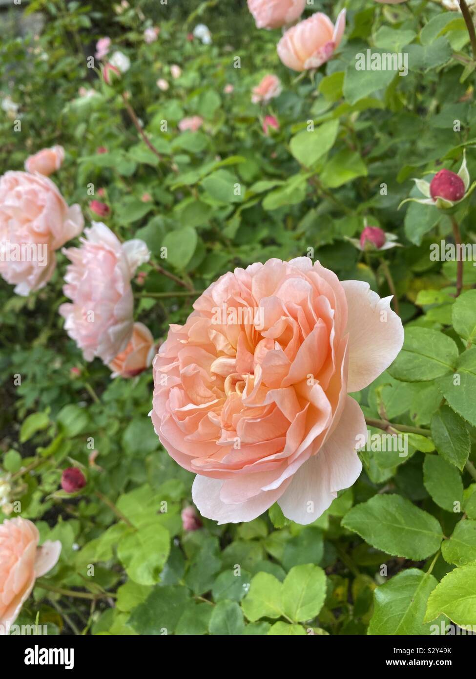 Lebensfreude Blume an Alnwick Gardens Stockfoto