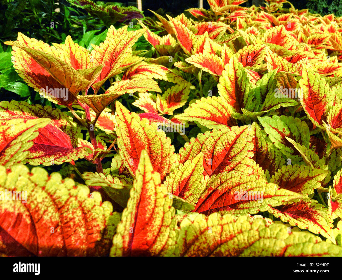 Ein Blumenbeet gefüllt mit roten und gelben Blatt coleus. Coleus ist Zierpflanze und ist für seine bunten Laub bekannt. Stockfoto