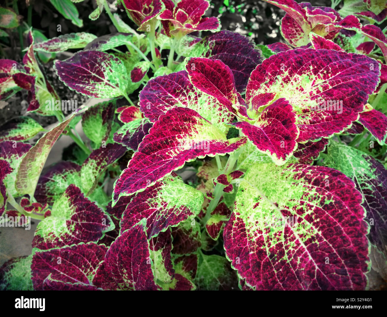 Coleus pflanzenblatt Fotos und Bildmaterial in hoher Auflösung Alamy