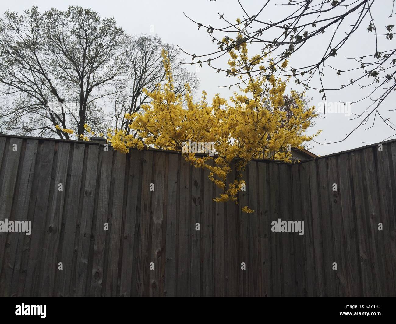 Blühende, gelb Feder Forsythia Strauch wächst über einen Holz Zaun Stockfoto