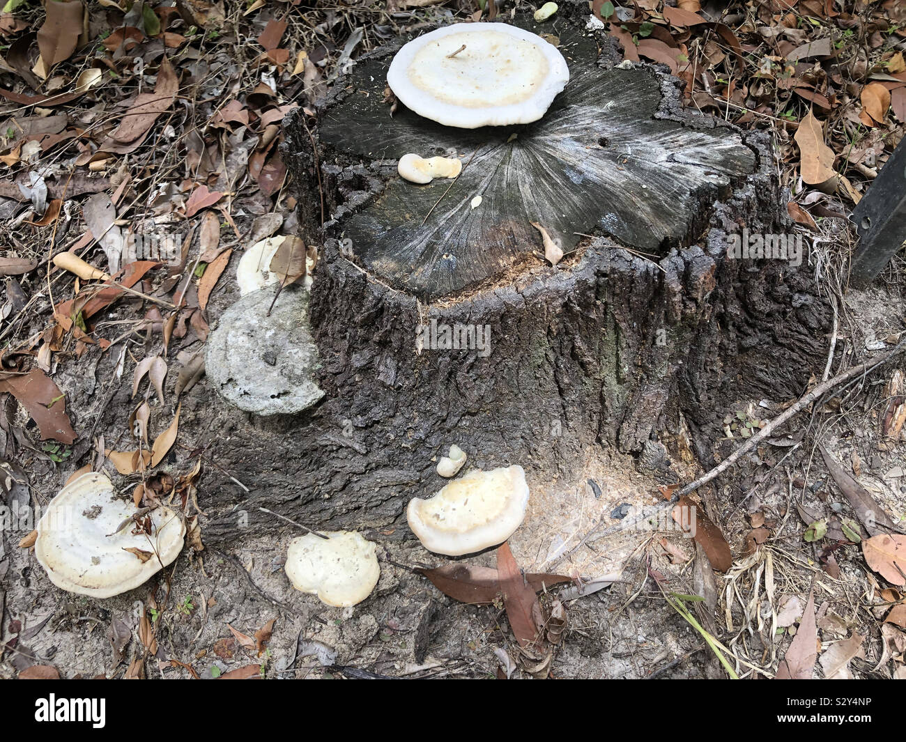 Australische bush Halterung Pilz Stockfoto