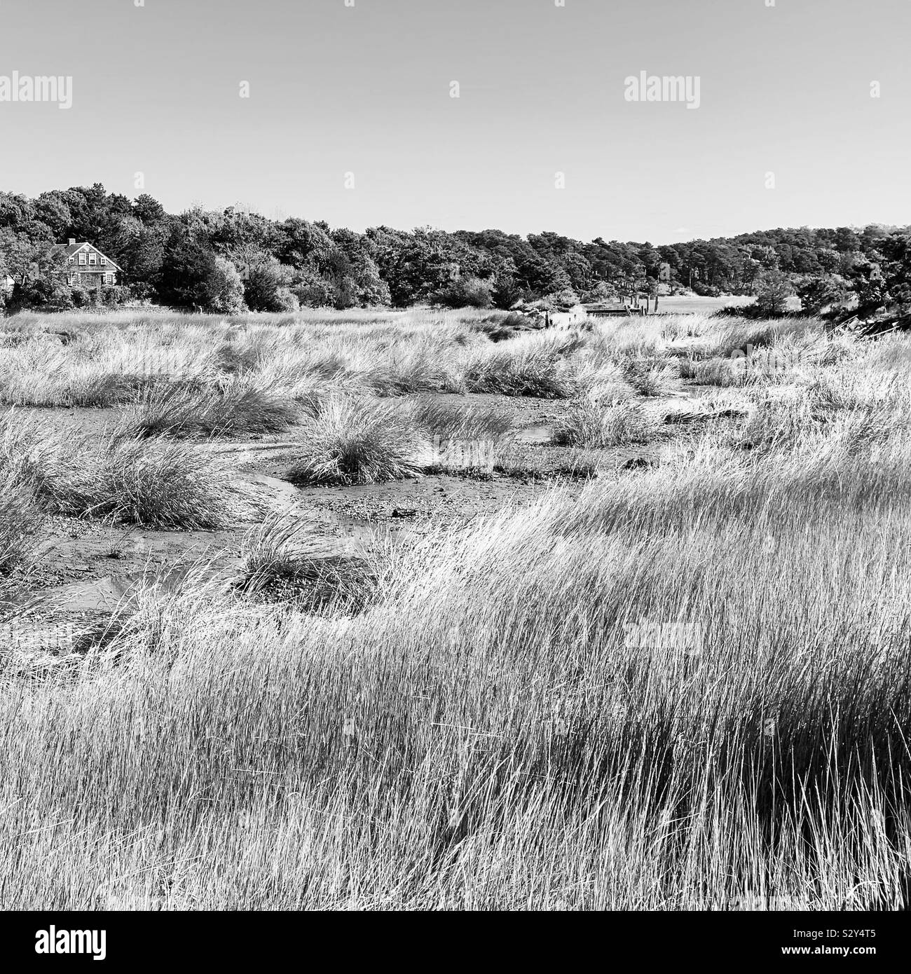 Schwarz-weiß Bild von Feuchtgebieten Stockfoto