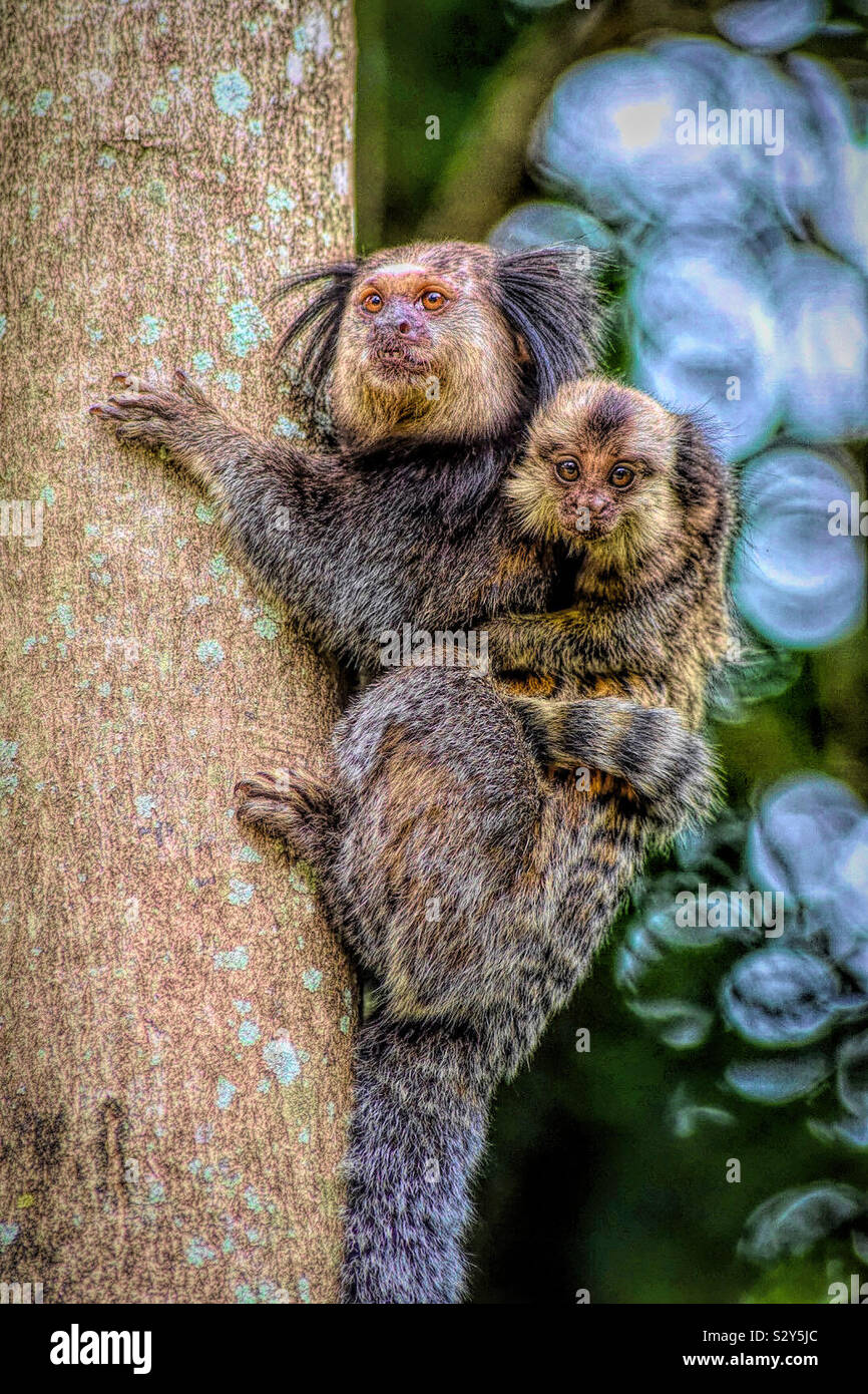 Nachdenklicher Affe mit einem Baby. Schnappschuss im atlantischen Wald. Stockfoto