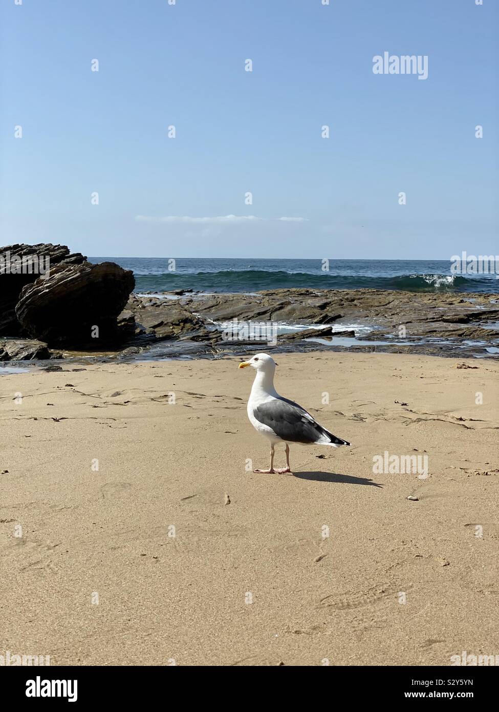 Einzelne weiße Möwe auf dem Sand mit felsigen Küste Blick auf den Pazifischen Ozean Stockfoto