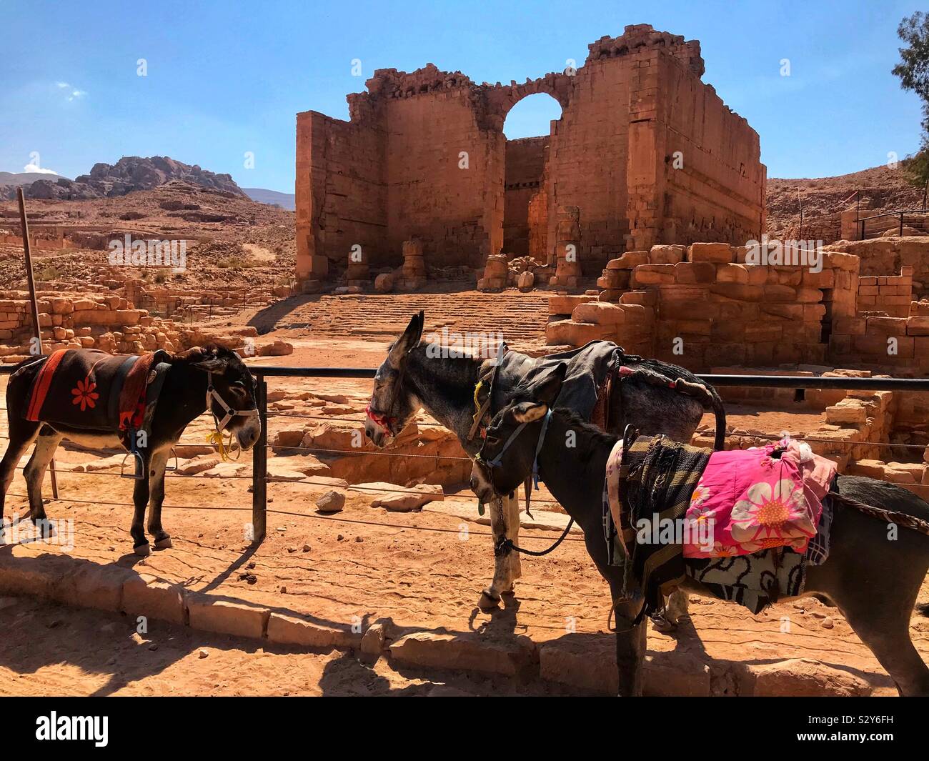 Esel an Petra. Jordanien - Smartphone-aufgenommenes Stockfoto