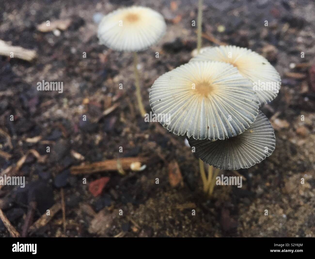 Kleine Pilze wachsen in einem Garten Stockfoto