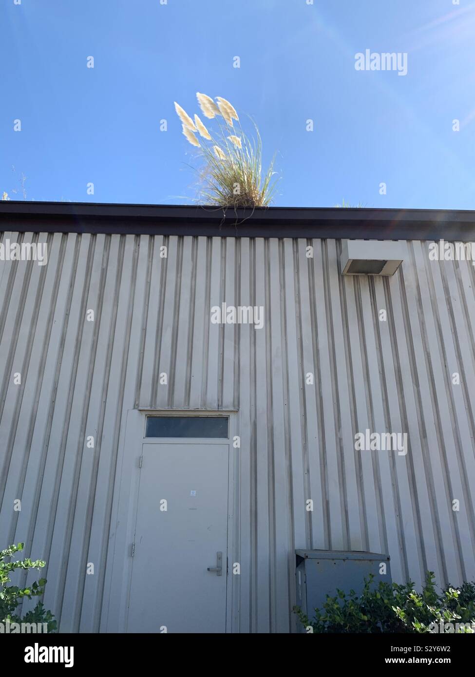 Gedeihen, wo sie gepflanzt werden! Gebürtige Gräser wachsen auf dem Dach eines Industriegebäudes. Stockfoto