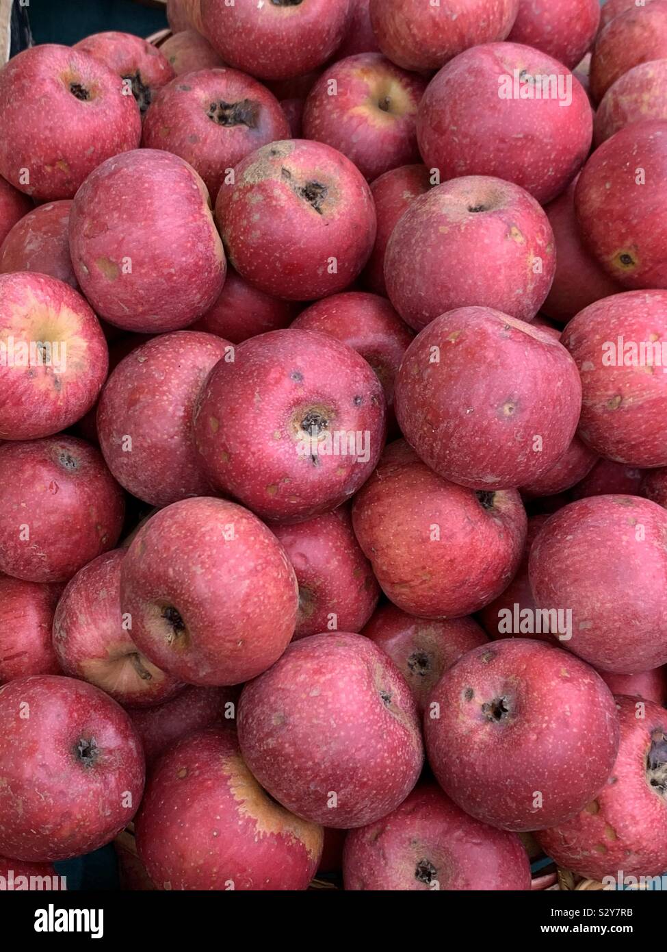 Rote Äpfel aus der Region Kampanien, Italien Stockfoto