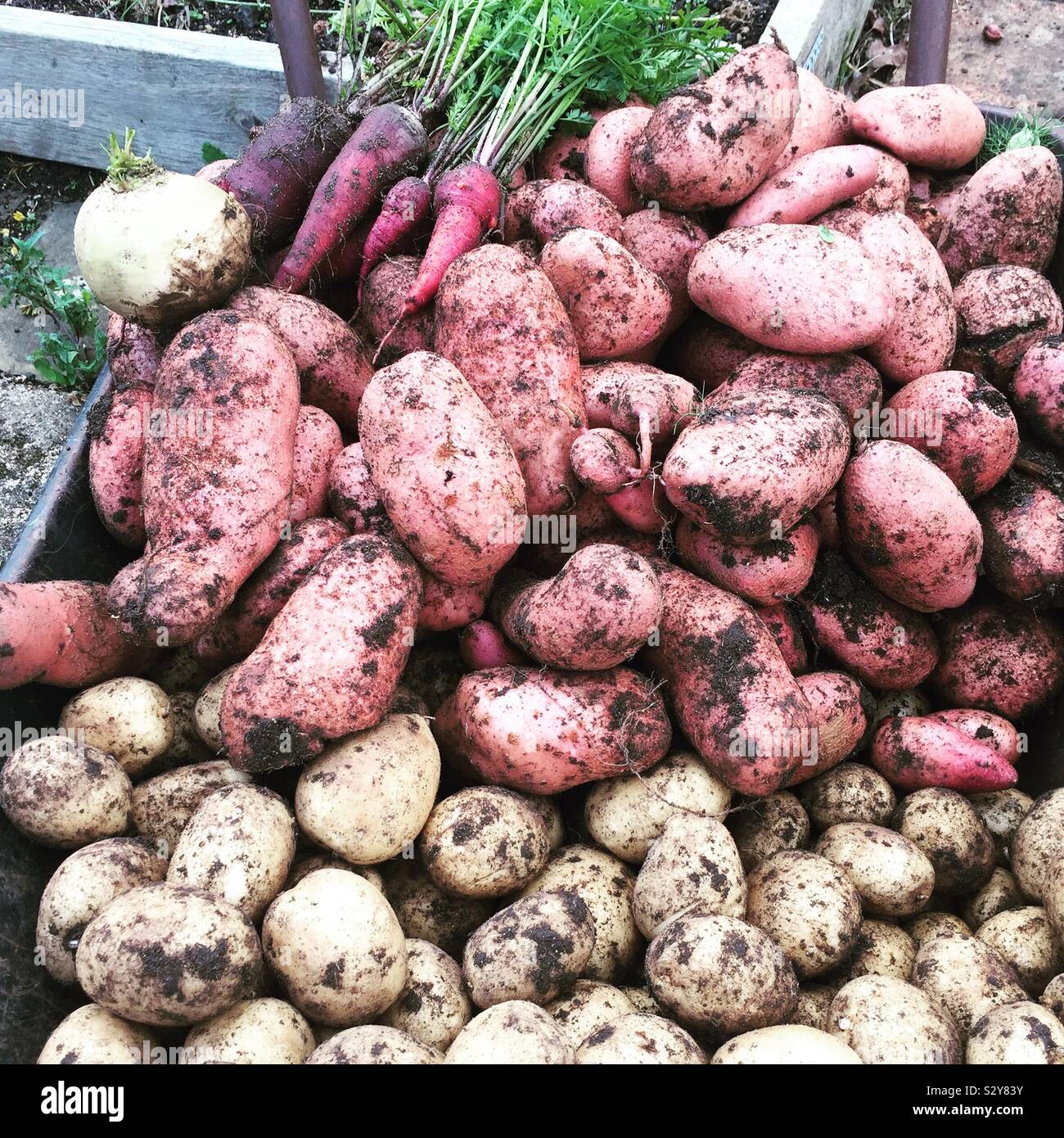 Ernte von frisch gegraben, Kartoffeln und Karotten Stockfoto