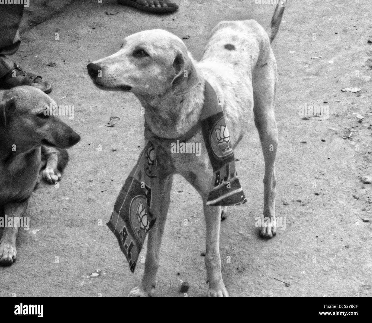 Armer Hund als Maskottchen für die Modi in Indien vor seiner Ankunft in Varanasi. Stockfoto