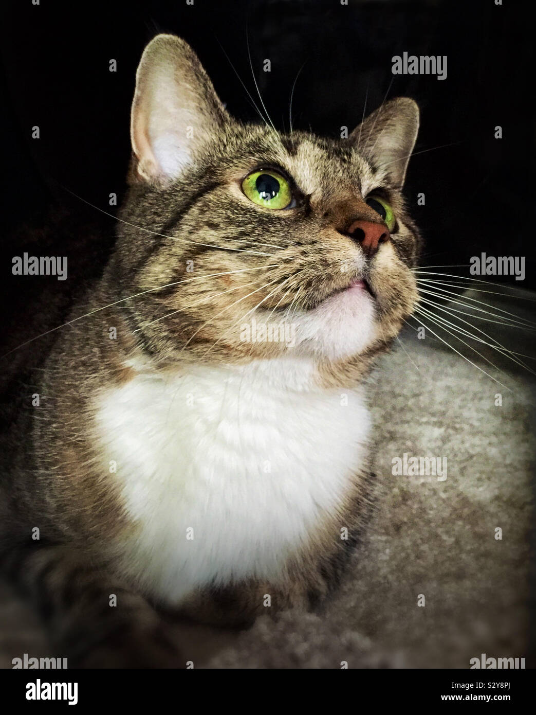 Eine weibliche kurze Haare braune und weiße tabby Katze mit grünen Augen ist auf der Suche nach oben, wie sie Uhren ein kitty Spielzeug. Stockfoto